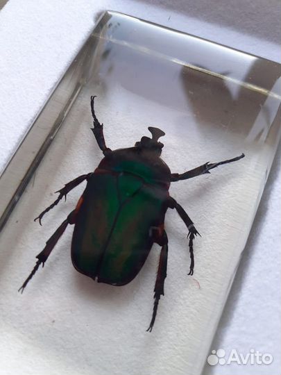 Насекомые в смоле