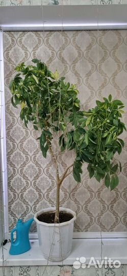 Шефлера комнатная