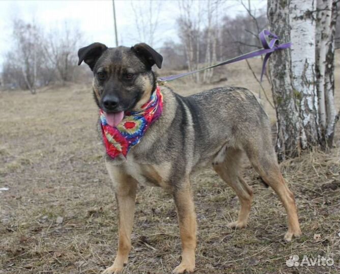 Умный пес Добби