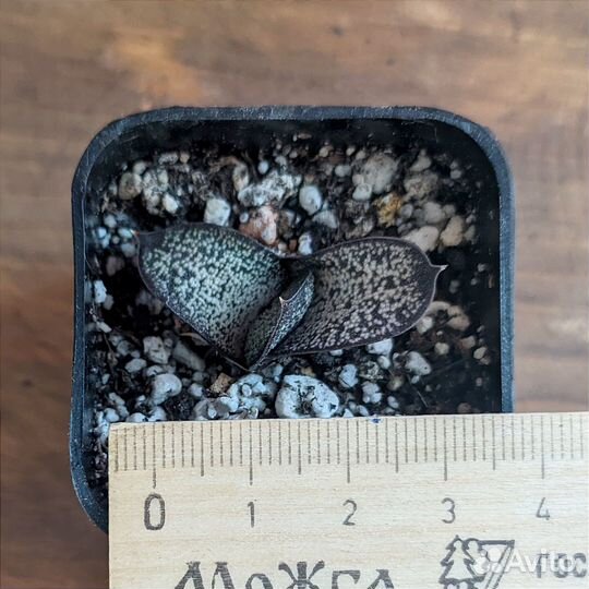 Гастерия Батеса