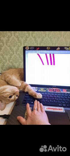 Котик Оскар