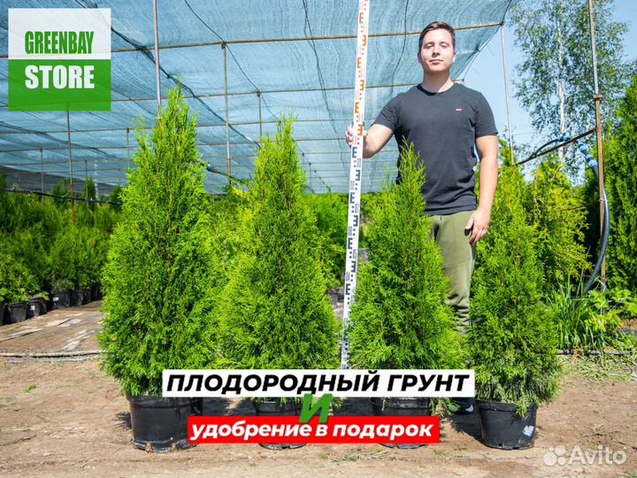 Туи смарагд 1,2 м свежая копка 2023