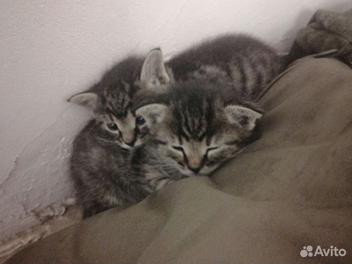 Британская кошка в дар