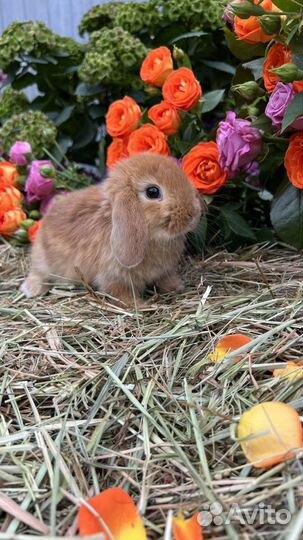 Кролик хотот карликовый