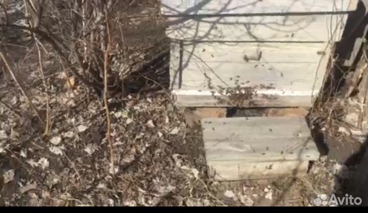 Продам пасеку