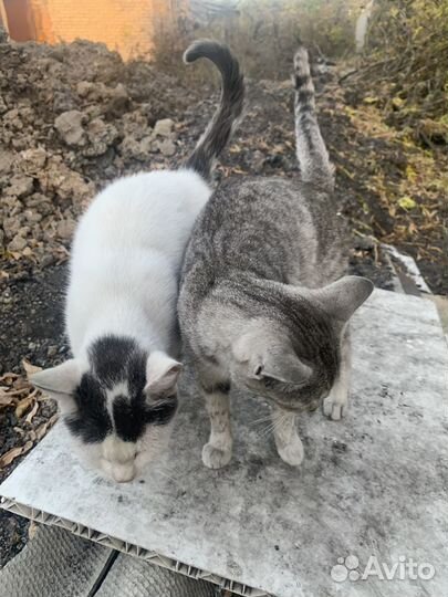 Помогите пристроить кошечек