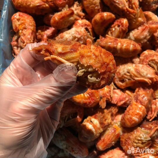 Креветки. Лангустины