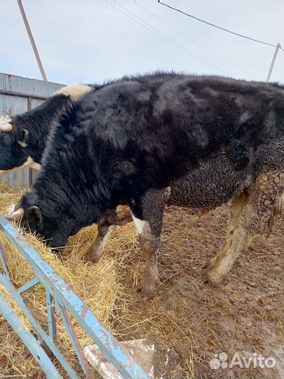 Быки на мясо на племя