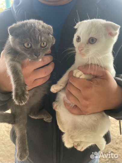 Котята в добрые руки бесплатно