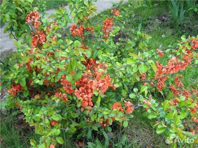 Айва японская