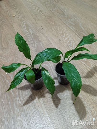 Спатифиллум Джемени, Ктенанта