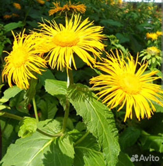 Цветы Девясил