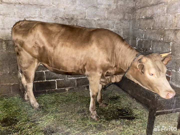 Телка стельная