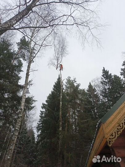 Спил деревьев Г. Шаховский
