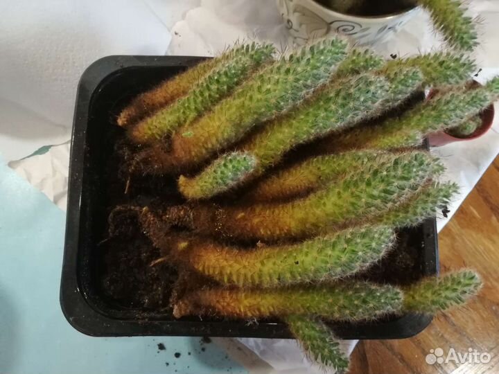 Кактусы в добрые руки