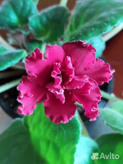 Фиалочка цветущая