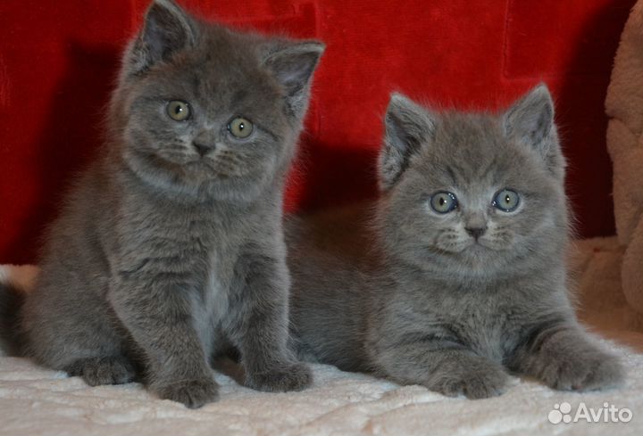 Британцы голубые