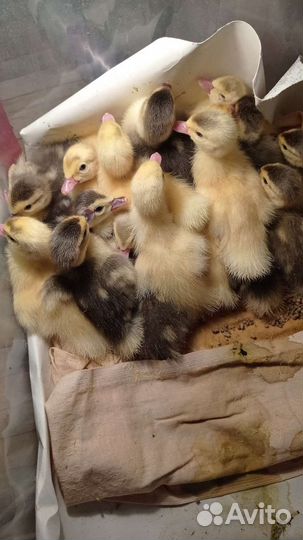 Индоутки Франция. Брама, амераукана петушки