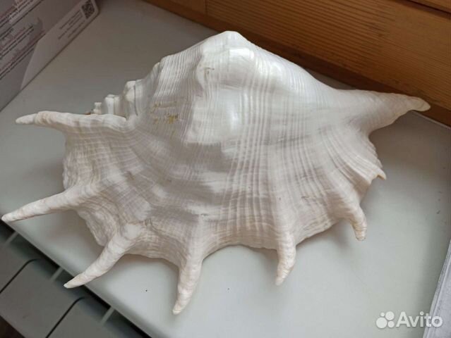 Ракушка большая