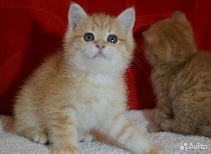 Британские красивые котята