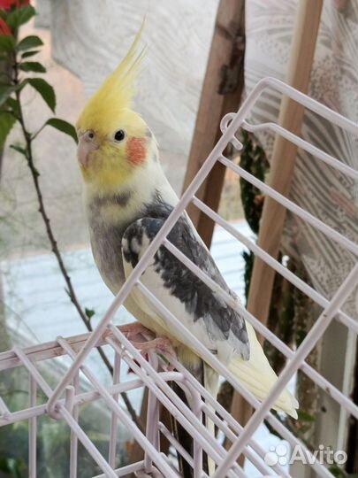 Попугай корелла с клеткой