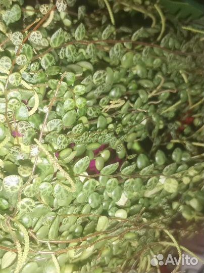 Комнатные цветы