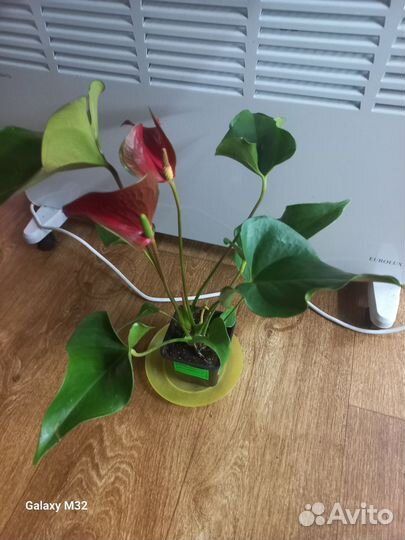 Антуриум сортовые 20 видов