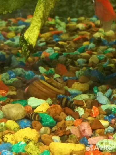 Улитка хелена