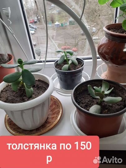 Много цветов