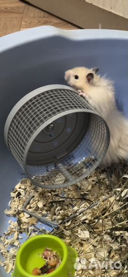 Колесо для хомяка