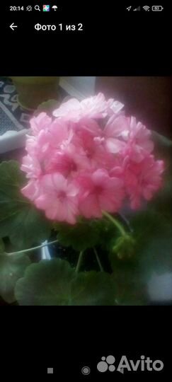 Пеларгония герань