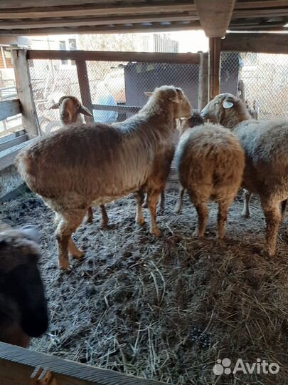Овцы бараны