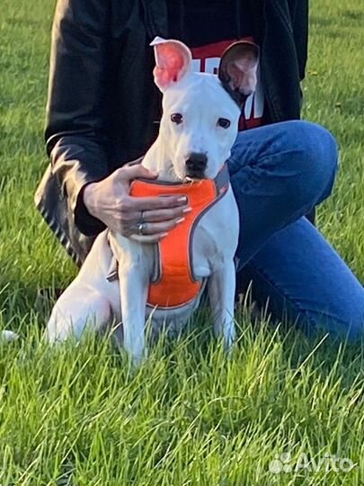 Щенки стаффа