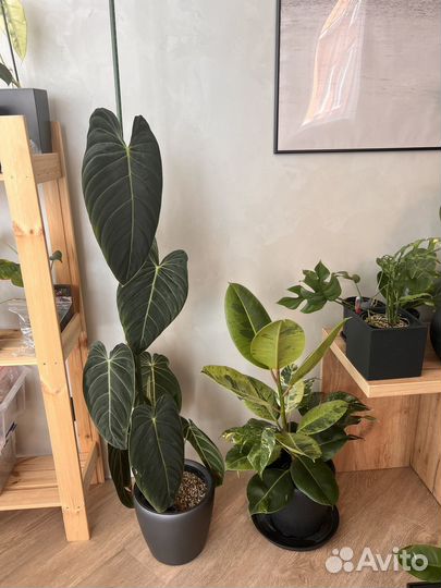 Рафидофора тетрасперма вариегатная