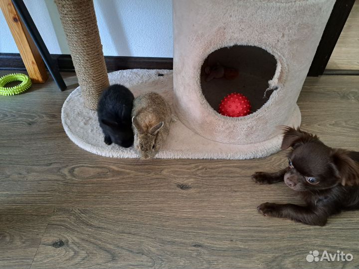 Декоративный карликовый кролик чёрный