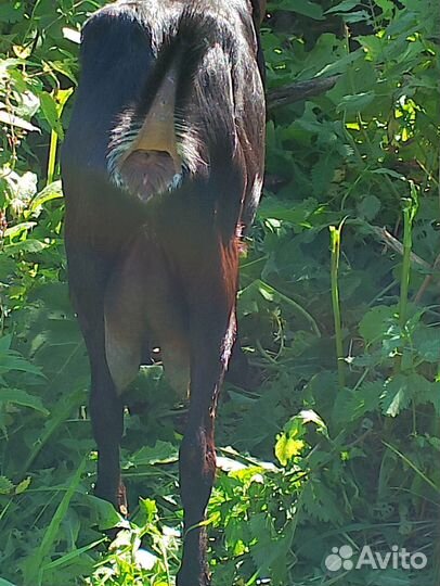 Коза дойная молочная нубийские