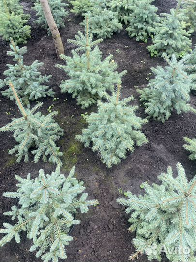 Ель колючая Глаука