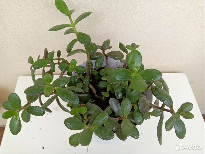 Крассула толстянка денежное