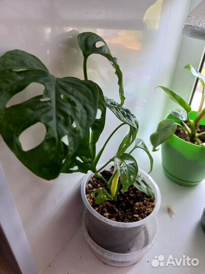 Продам цветы комнатные монстера 200рфикусы 500
