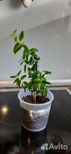 Укорененные черенки мирта