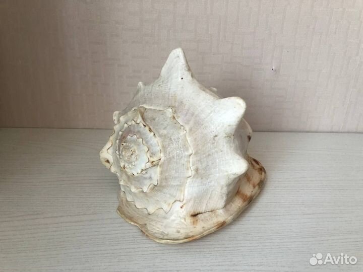 Ракушка морская большая