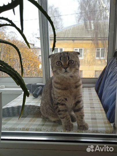 Британская вислоухая кошка