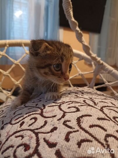 Отдам котят, в надёжные, добрые руки