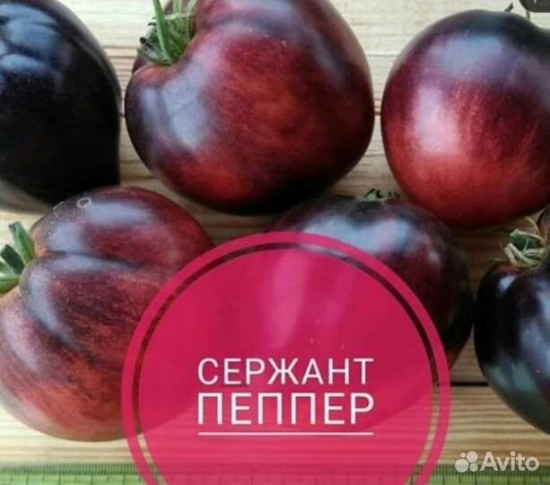 Рассада помидор сортовых