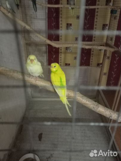 Волнистый попугай самка