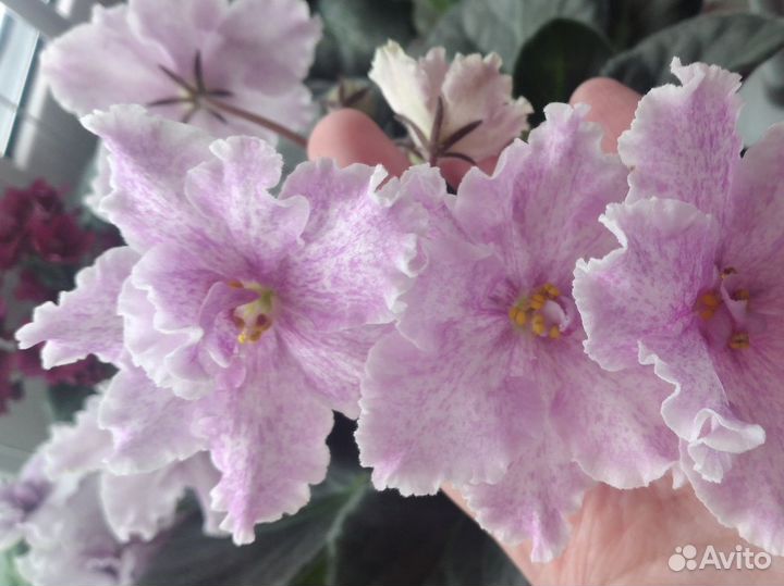 Сортовые фиалки