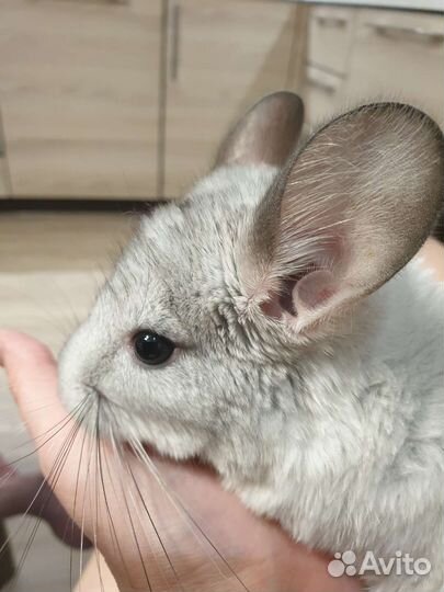 Шиншилла