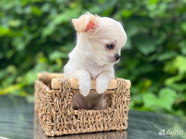 Щенки чихуахуа