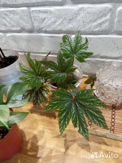 Комнатные растения