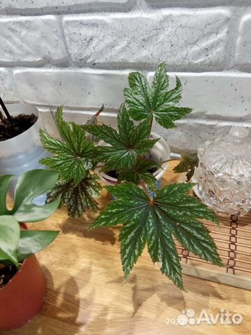 Комнатные растения